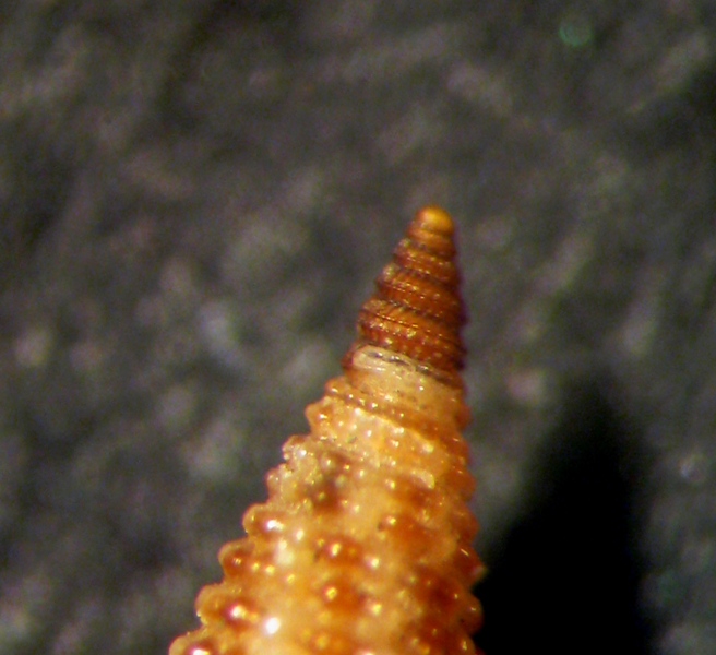 Pogonodon pseudocanarica